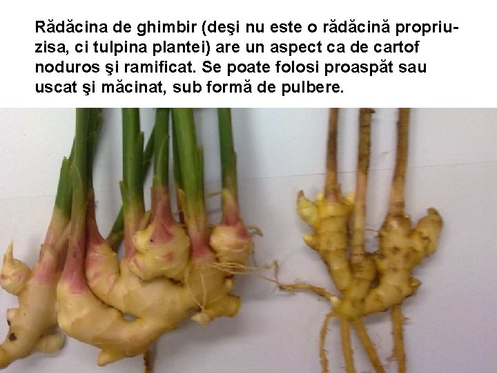 Rădăcina de ghimbir (deşi nu este o rădăcină propriuzisa, ci tulpina plantei) are un Rădăcina de ghimbir (deşi nu este o rădăcină propriuzisa, ci tulpina plantei) are un