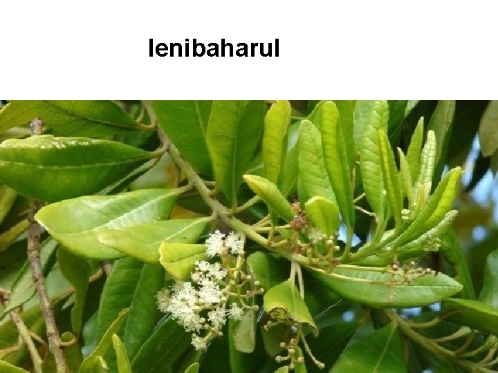 Ienibaharul Ienibaharul