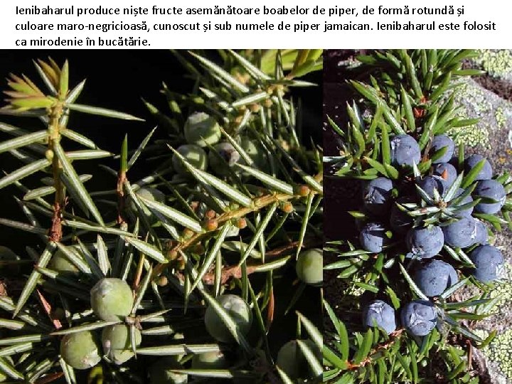 Ienibaharul produce niște fructe asemănătoare boabelor de piper, de formă rotundă și culoare maro-negricioasă, Ienibaharul produce niște fructe asemănătoare boabelor de piper, de formă rotundă și culoare maro-negricioasă,