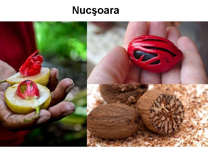 Nucşoara Nucşoara