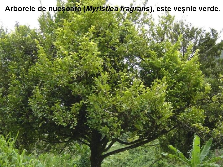 Arborele de nucșoară (Myristica fragrans), este veșnic verde. Arborele de nucșoară (Myristica fragrans), este veșnic verde.