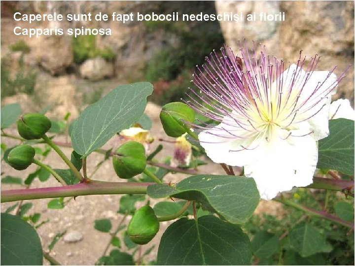 Caperele sunt de fapt bobocii nedeschişi ai florii Capparis spinosa Caperele sunt de fapt bobocii nedeschişi ai florii Capparis spinosa