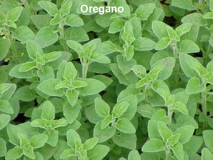 Oregano Oregano