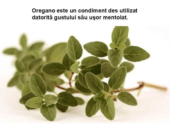 Oregano este un condiment des utilizat datorită gustului său uşor mentolat. Oregano este un condiment des utilizat datorită gustului său uşor mentolat.