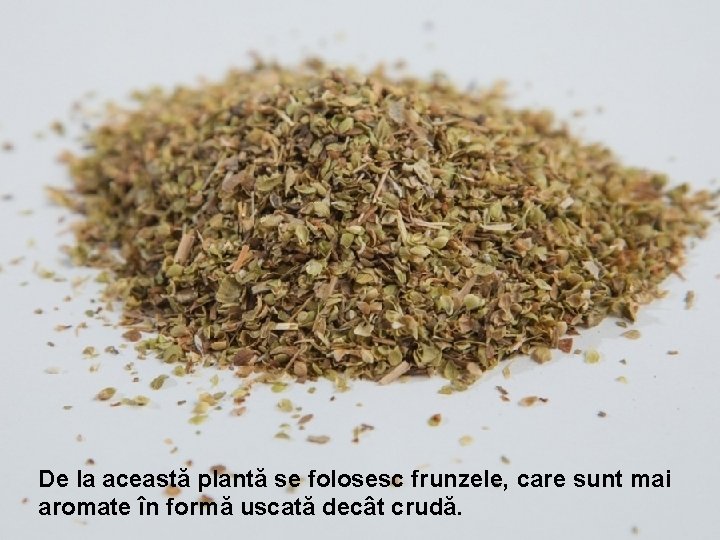 De la această plantă se folosesc frunzele, care sunt mai aromate în formă uscată De la această plantă se folosesc frunzele, care sunt mai aromate în formă uscată