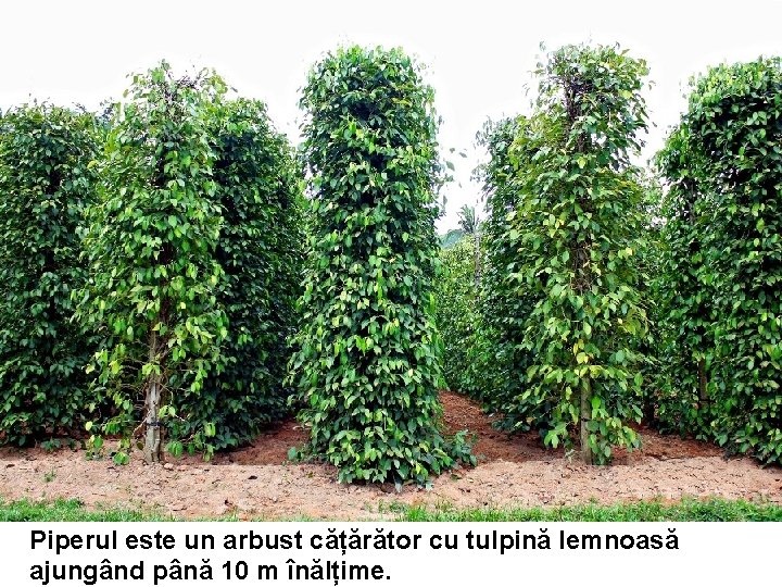 Piperul este un arbust cățărător cu tulpină lemnoasă ajungând până 10 m înălțime. Piperul este un arbust cățărător cu tulpină lemnoasă ajungând până 10 m înălțime.
