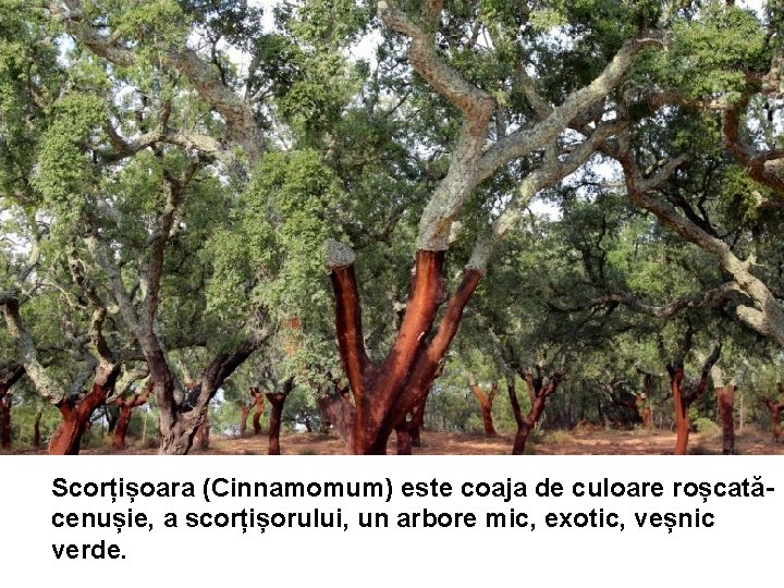 Scorțișoara (Cinnamomum) este coaja de culoare roșcatăcenușie, a scorțișorului, un arbore mic, exotic, veșnic Scorțișoara (Cinnamomum) este coaja de culoare roșcatăcenușie, a scorțișorului, un arbore mic, exotic, veșnic
