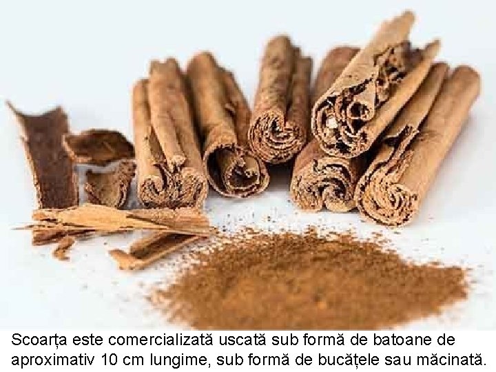 Scoarța este comercializată uscată sub formă de batoane de aproximativ 10 cm lungime, sub Scoarța este comercializată uscată sub formă de batoane de aproximativ 10 cm lungime, sub