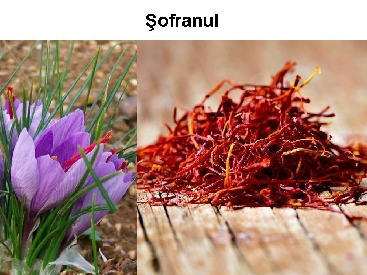 Şofranul Şofranul