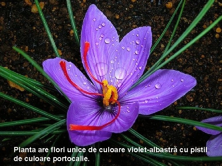 Planta are flori unice de culoare violet-albastră cu pistil de culoare portocalie. Planta are flori unice de culoare violet-albastră cu pistil de culoare portocalie.