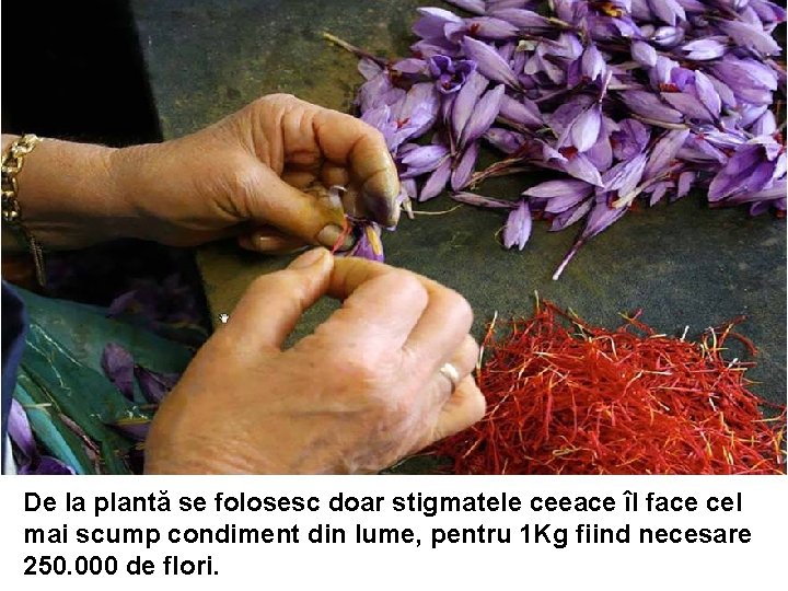 De la plantă se folosesc doar stigmatele ceeace îl face cel mai scump condiment De la plantă se folosesc doar stigmatele ceeace îl face cel mai scump condiment