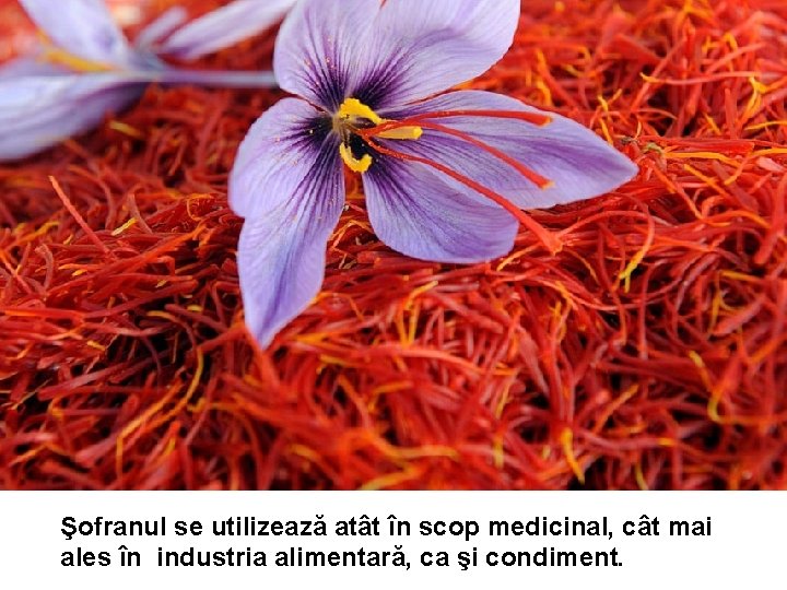 Şofranul se utilizează atât în scop medicinal, cât mai ales în industria alimentară, ca Şofranul se utilizează atât în scop medicinal, cât mai ales în industria alimentară, ca
