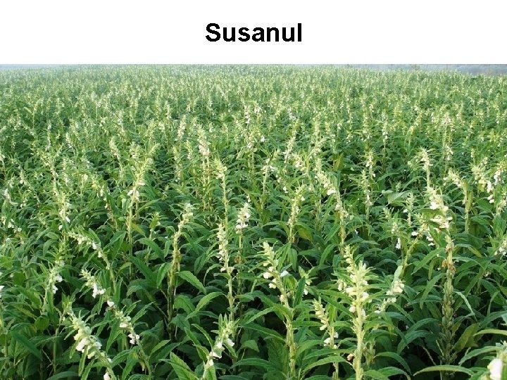 Susanul Susanul