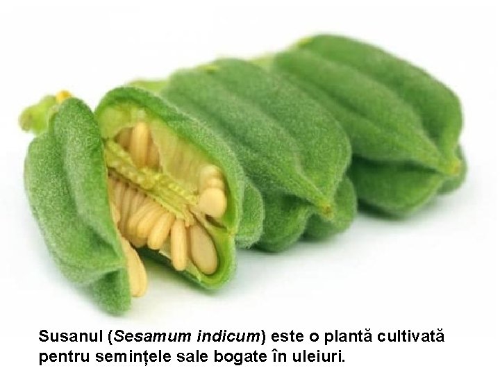 Susanul (Sesamum indicum) este o plantă cultivată pentru semințele sale bogate în uleiuri. Susanul (Sesamum indicum) este o plantă cultivată pentru semințele sale bogate în uleiuri.