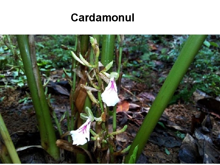 Cardamonul Cardamonul