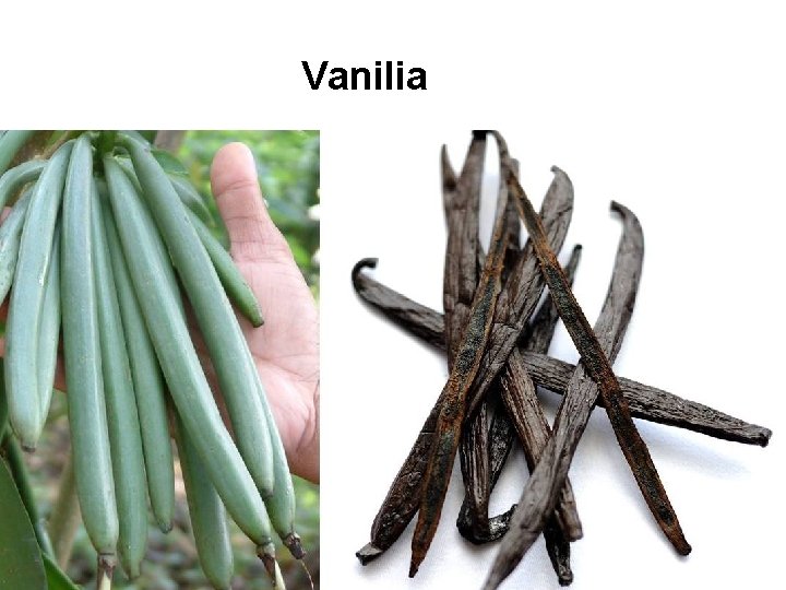 Vanilia Vanilia
