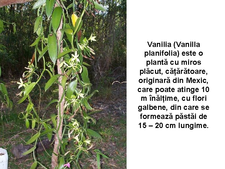 Vanilia (Vanilla planifolia) este o plantă cu miros plăcut, cățărătoare, originară din Mexic, care Vanilia (Vanilla planifolia) este o plantă cu miros plăcut, cățărătoare, originară din Mexic, care