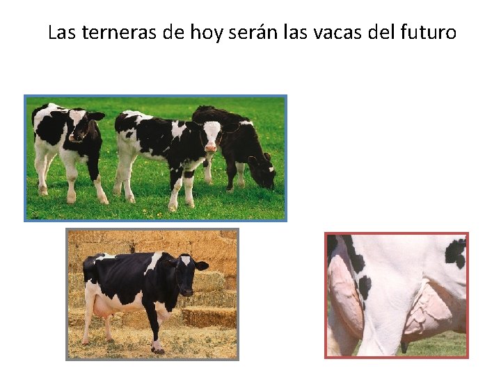 Las terneras de hoy serán las vacas del futuro 