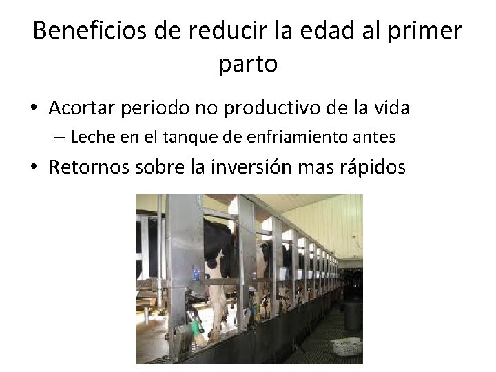 Beneficios de reducir la edad al primer parto • Acortar periodo no productivo de