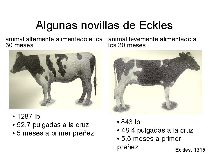 Algunas novillas de Eckles animal altamente alimentado a los animal levemente alimentado a 30