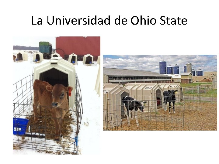 La Universidad de Ohio State 