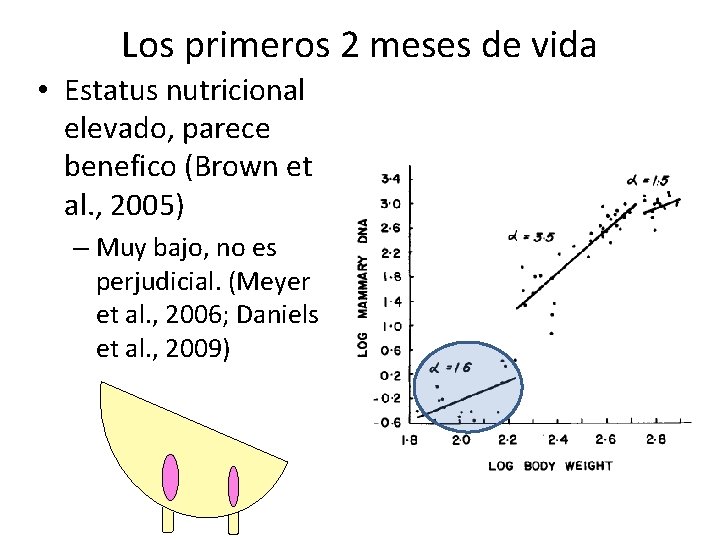 Los primeros 2 meses de vida • Estatus nutricional elevado, parece benefico (Brown et