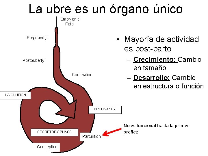 La ubre es un órgano único Embryonic Fetal • Mayoría de actividad es post-parto