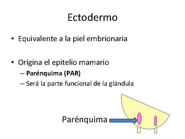 Ectodermo • Equivalente a la piel embrionaria • Origina el epitelio mamario – Parénquima