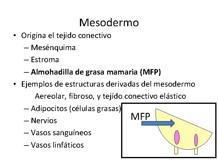 Mesodermo • Origina el tejido conectivo – Mesénquima – Estroma – Almohadilla de grasa