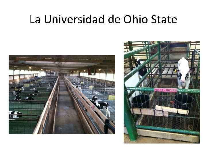 La Universidad de Ohio State 