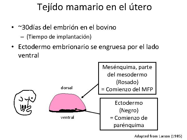  Tejído mamario en el útero • ~30 días del embrión en el bovino