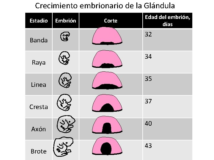 Crecimiento embrionario de la Glándula Estadio Banda Raya Linea Cresta Axón Brote Embrión Corte
