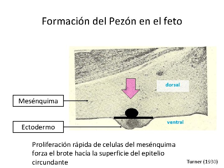 Formación del Pezón en el feto dorsal Mesénquima Ectodermo ventral Proliferación rápida de celulas