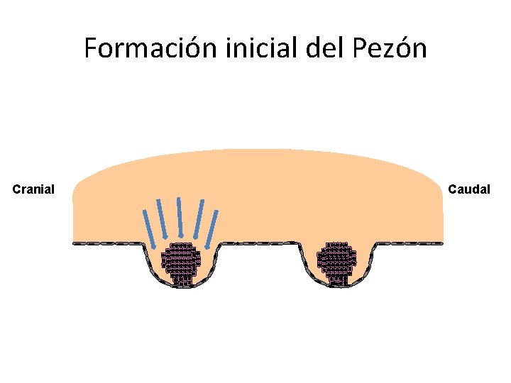 Formación inicial del Pezón Cranial Caudal 