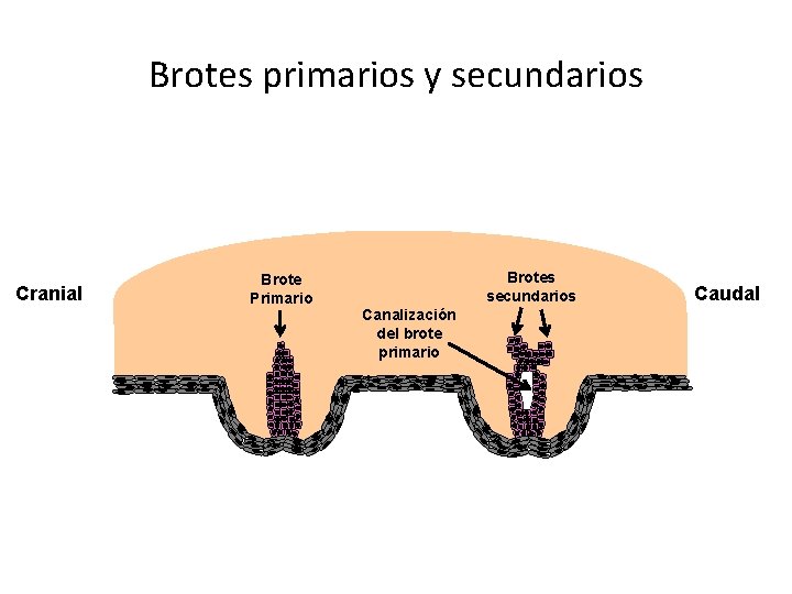 Brotes primarios y secundarios Cranial Brote Primario Brotes secundarios Canalización del brote primario Caudal