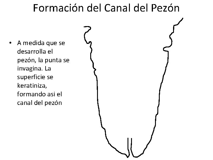 Formación del Canal del Pezón • A medida que se desarrolla el pezón, la