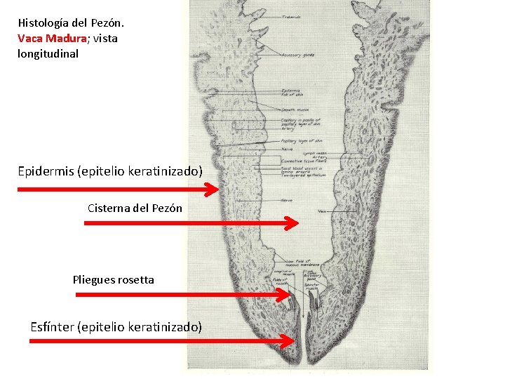 Histología del Pezón. Vaca Madura; vista longitudinal Epidermis (epitelio keratinizado) Cisterna del Pezón Pliegues