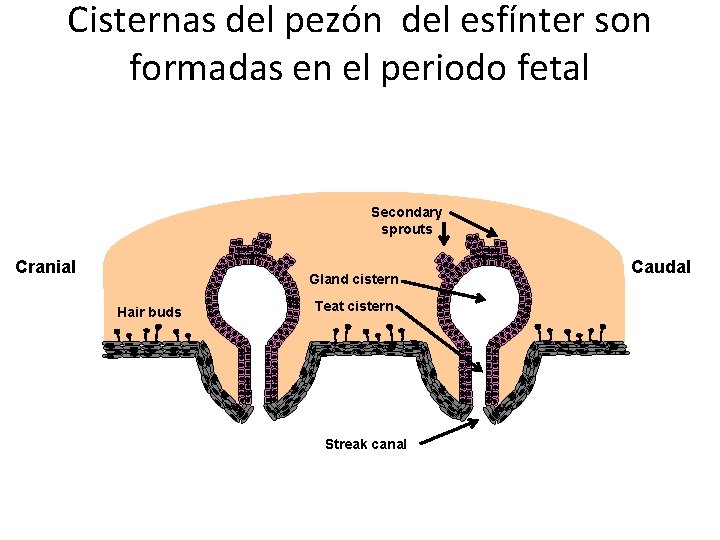 Cisternas del pezón del esfínter son formadas en el periodo fetal Secondary sprouts Cranial