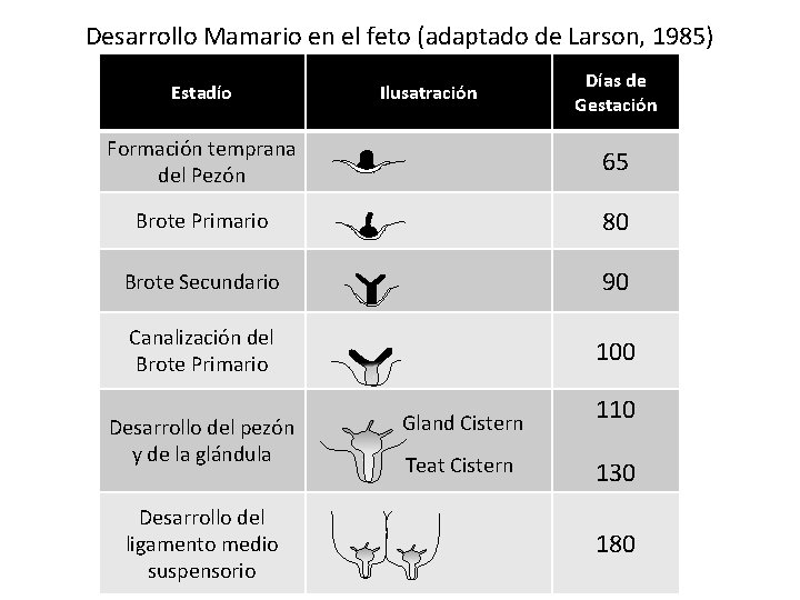 Desarrollo Mamario en el feto (adaptado de Larson, 1985) Estadío Ilusatración Días de Gestación