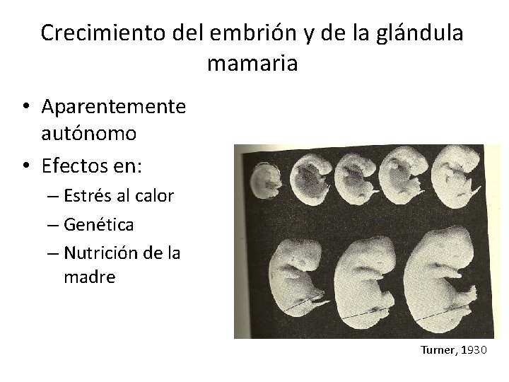 Crecimiento del embrión y de la glándula mamaria • Aparentemente autónomo • Efectos en: