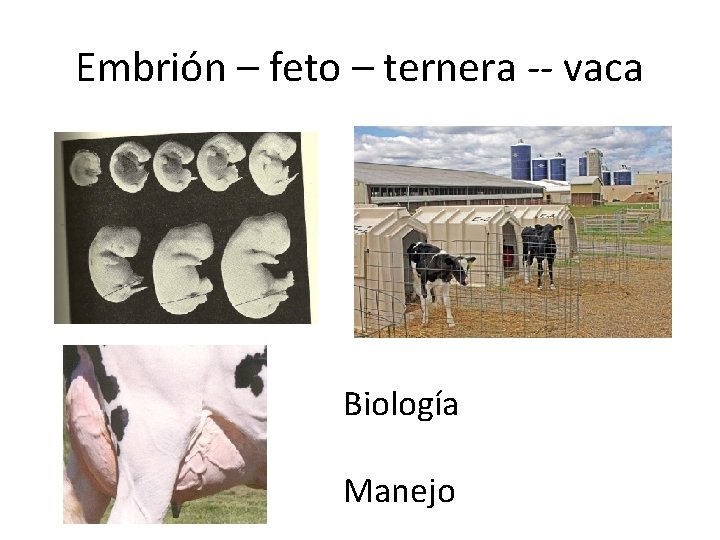 Embrión – feto – ternera -- vaca Biología Manejo 