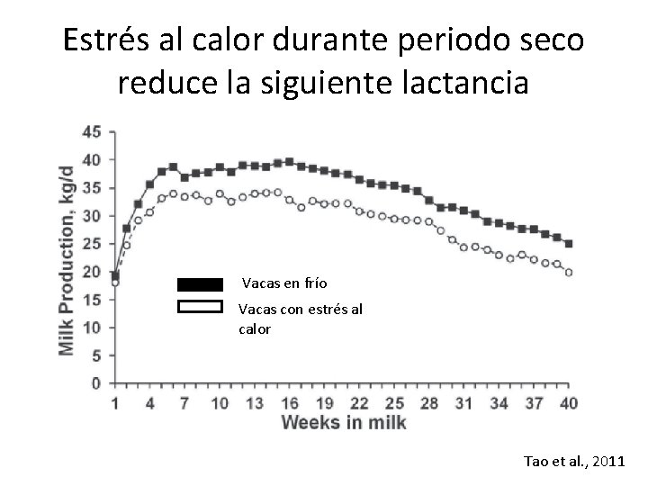 Estrés al calor durante periodo seco reduce la siguiente lactancia Vacas en frío Vacas