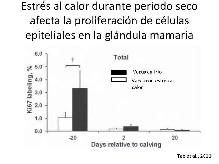 Estrés al calor durante periodo seco afecta la proliferación de células epiteliales en la