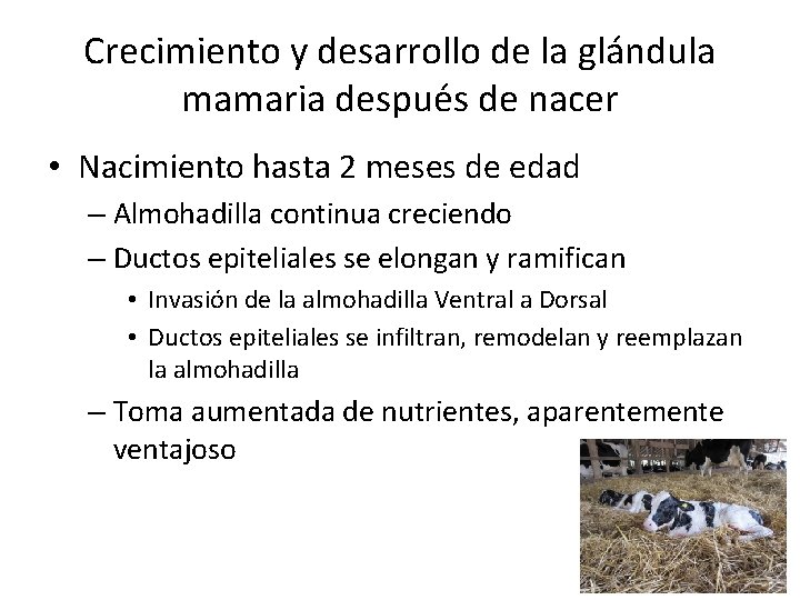 Crecimiento y desarrollo de la glándula mamaria después de nacer • Nacimiento hasta 2