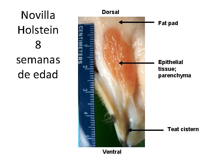 Novilla Holstein 8 semanas de edad Dorsal Fat pad Epithelial tissue; parenchyma Teat cistern