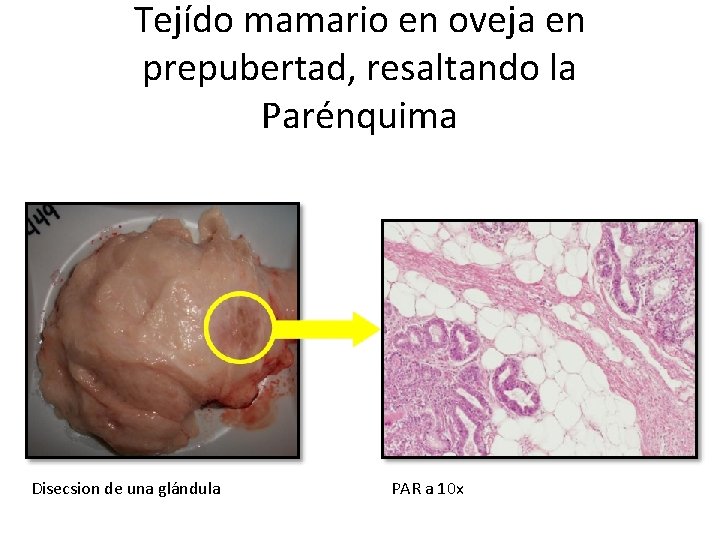 Tejído mamario en oveja en prepubertad, resaltando la Parénquima Disecsion de una glándula PAR