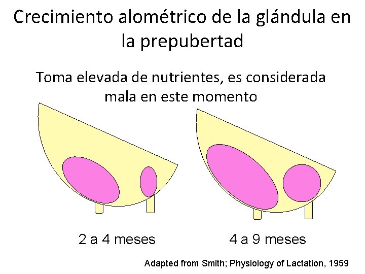 Crecimiento alométrico de la glándula en la prepubertad Toma elevada de nutrientes, es considerada