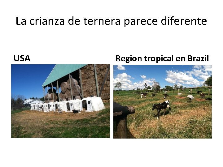 La crianza de ternera parece diferente USA Region tropical en Brazil 