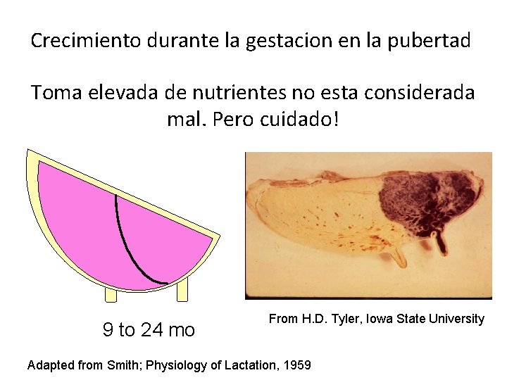 Crecimiento durante la gestacion en la pubertad Toma elevada de nutrientes no esta considerada