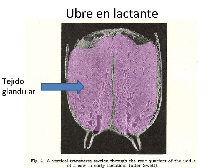 Ubre en lactante Tejído glandular 